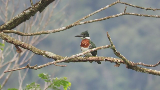 Amazon Kingfisher - ML219860001