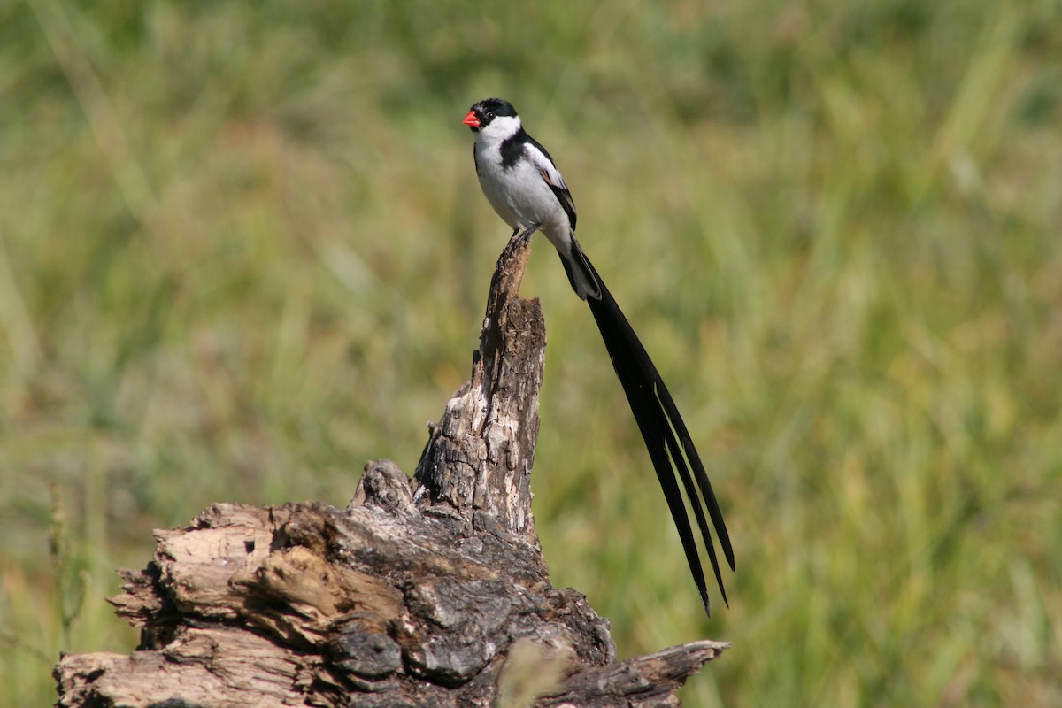 Pin-tailed Whydah - Kimball Garrett