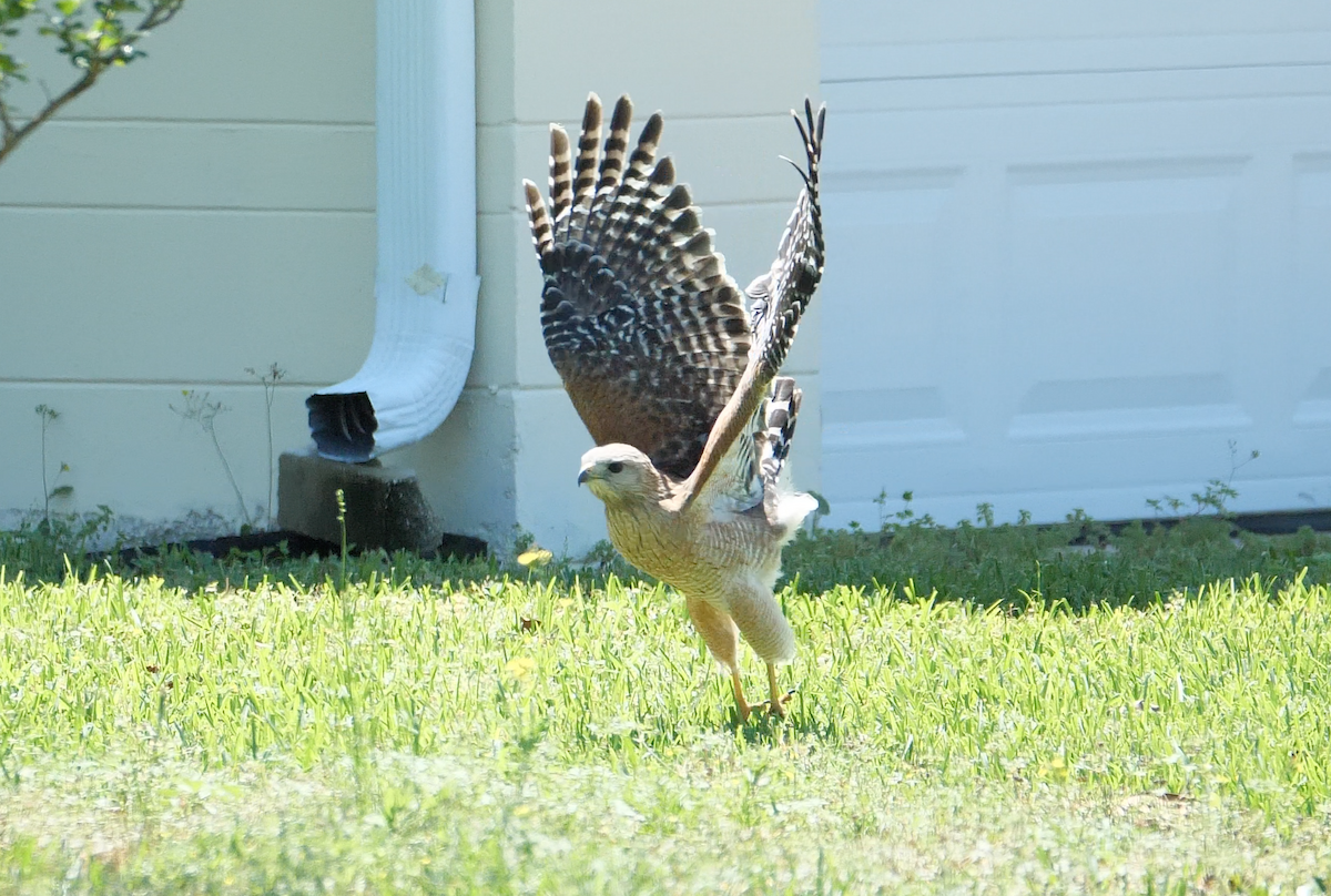 Red-shouldered Hawk (extimus) - Marie Chappell