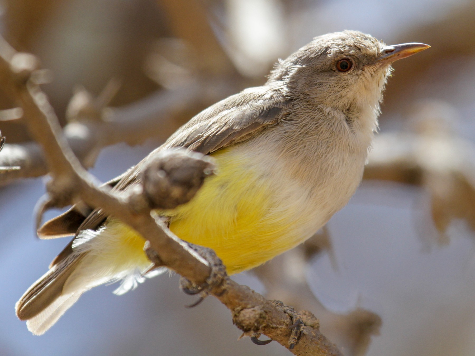 Yellow-bellied Eremomela - eBird