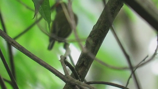 Fine-barred Piculet - ML219863931