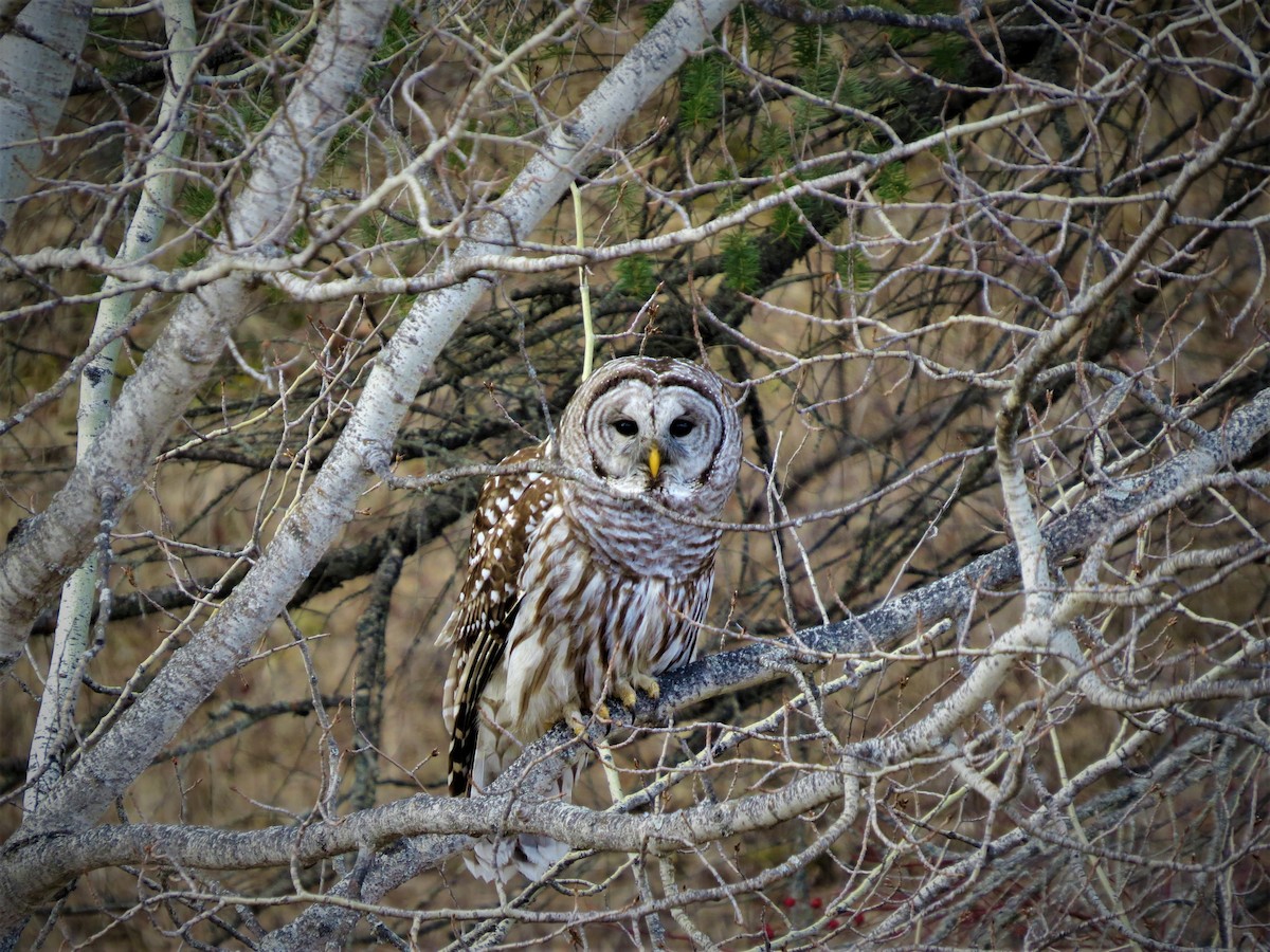 Barred Owl - ML219866851
