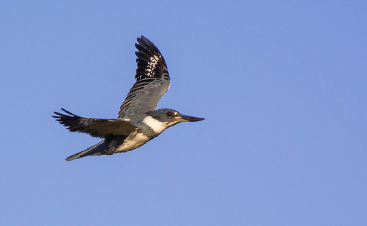 Belted Kingfisher - ML21986691