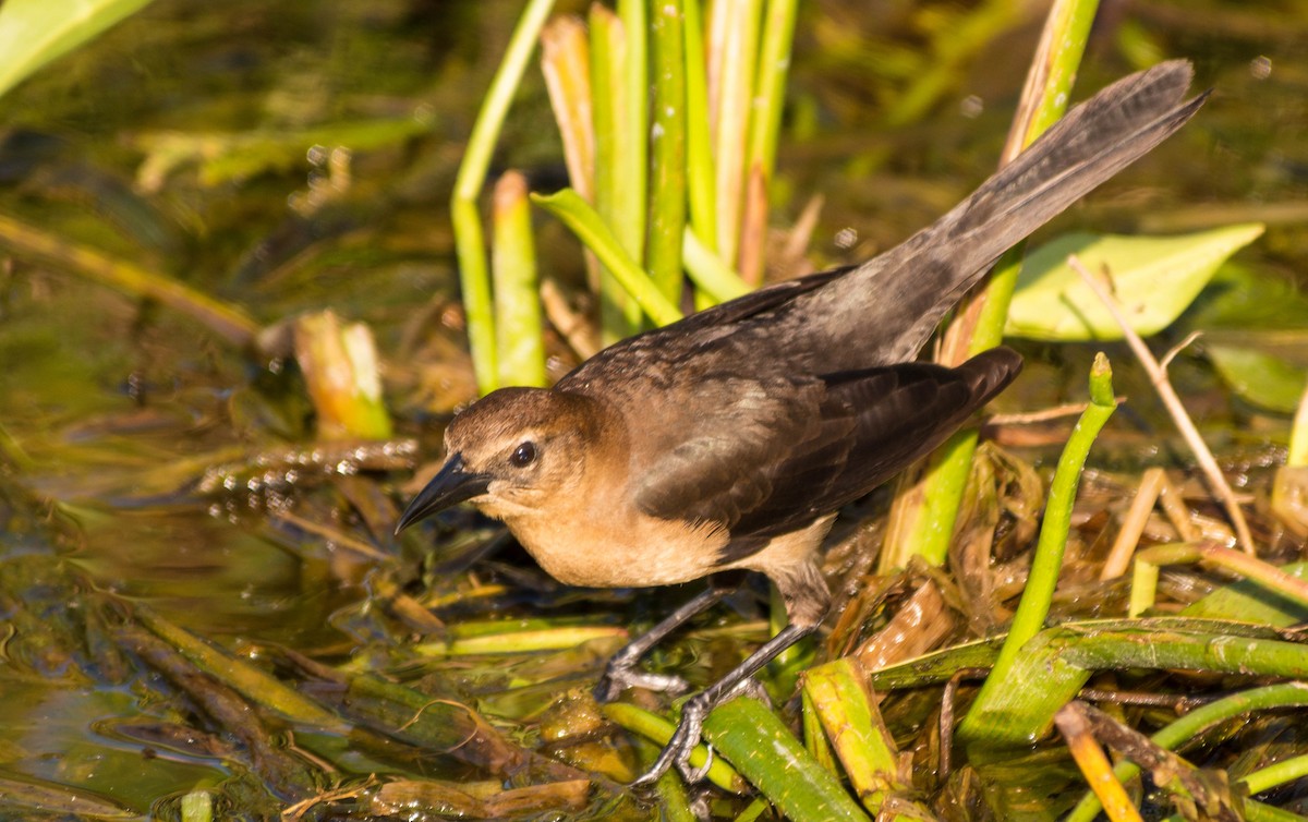 Boat-tailed Grackle - ML21986711