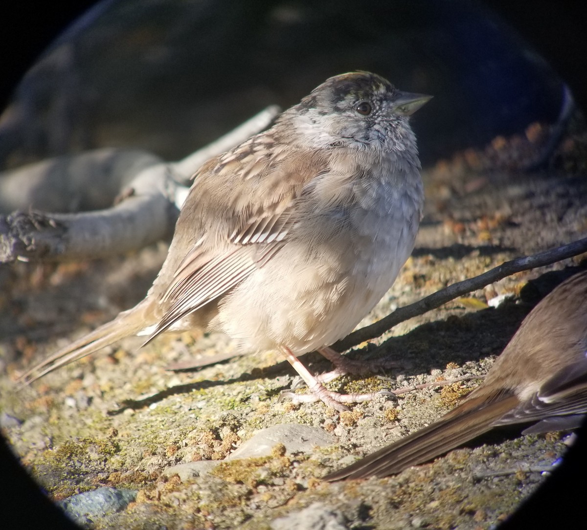 Golden-crowned Sparrow - ML219867141