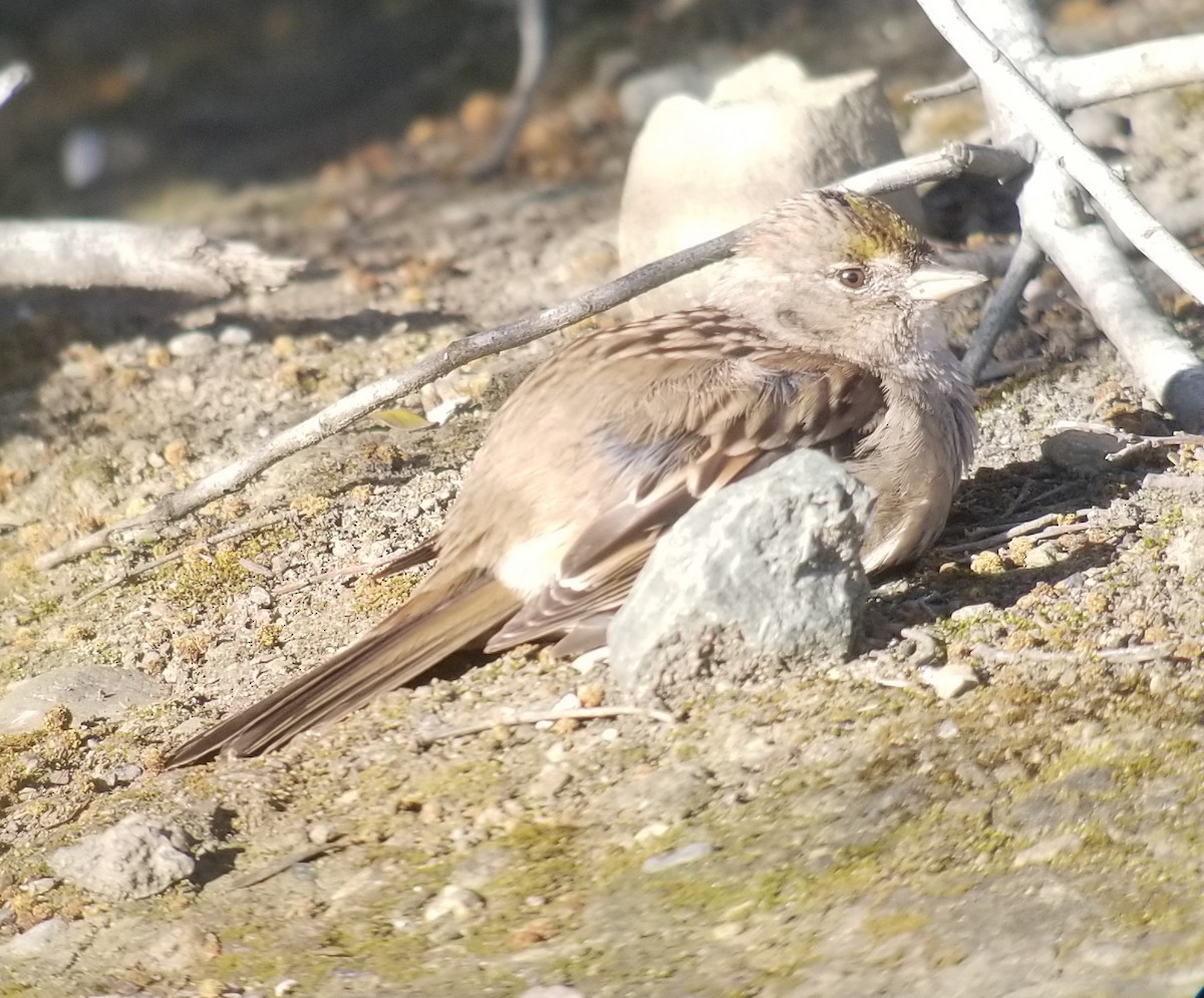 Golden-crowned Sparrow - ML219867191