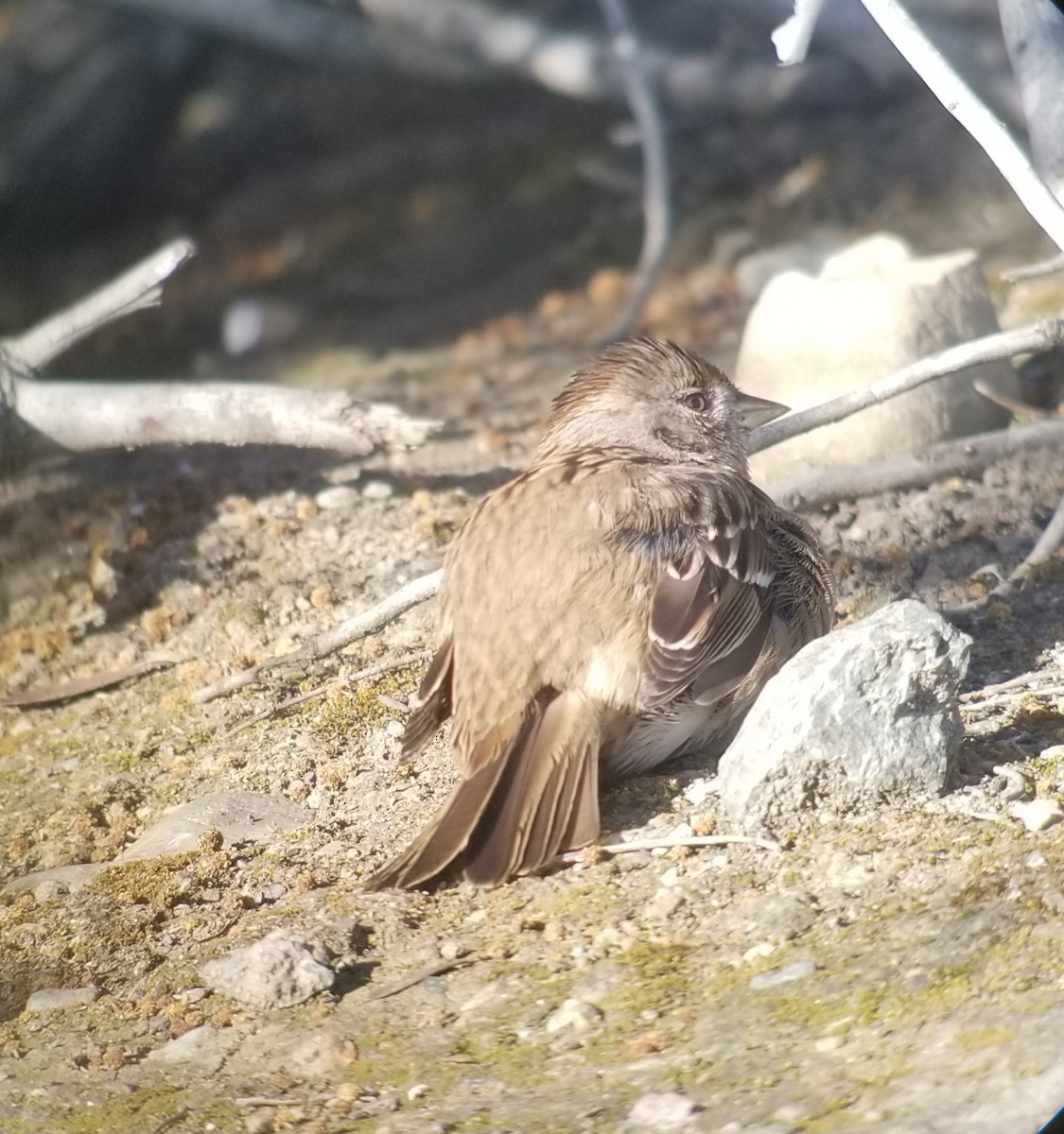 Golden-crowned Sparrow - ML219867351