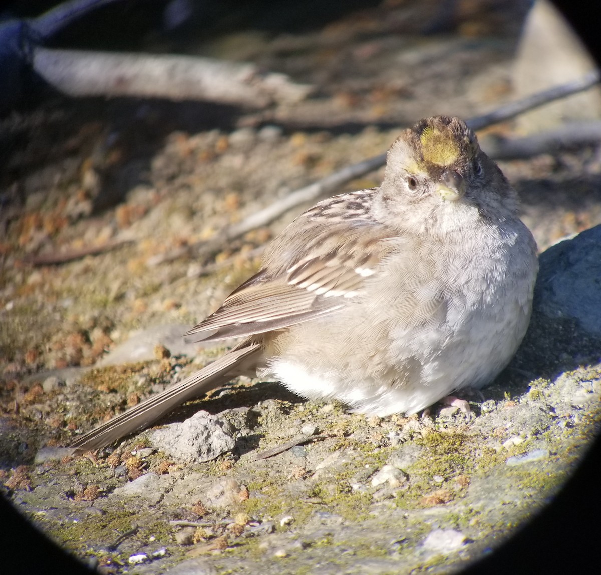 Golden-crowned Sparrow - ML219867551