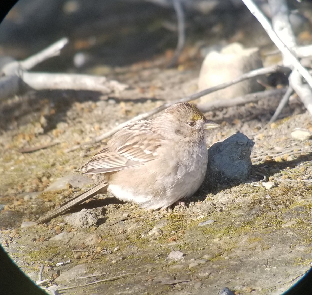 Golden-crowned Sparrow - ML219867721