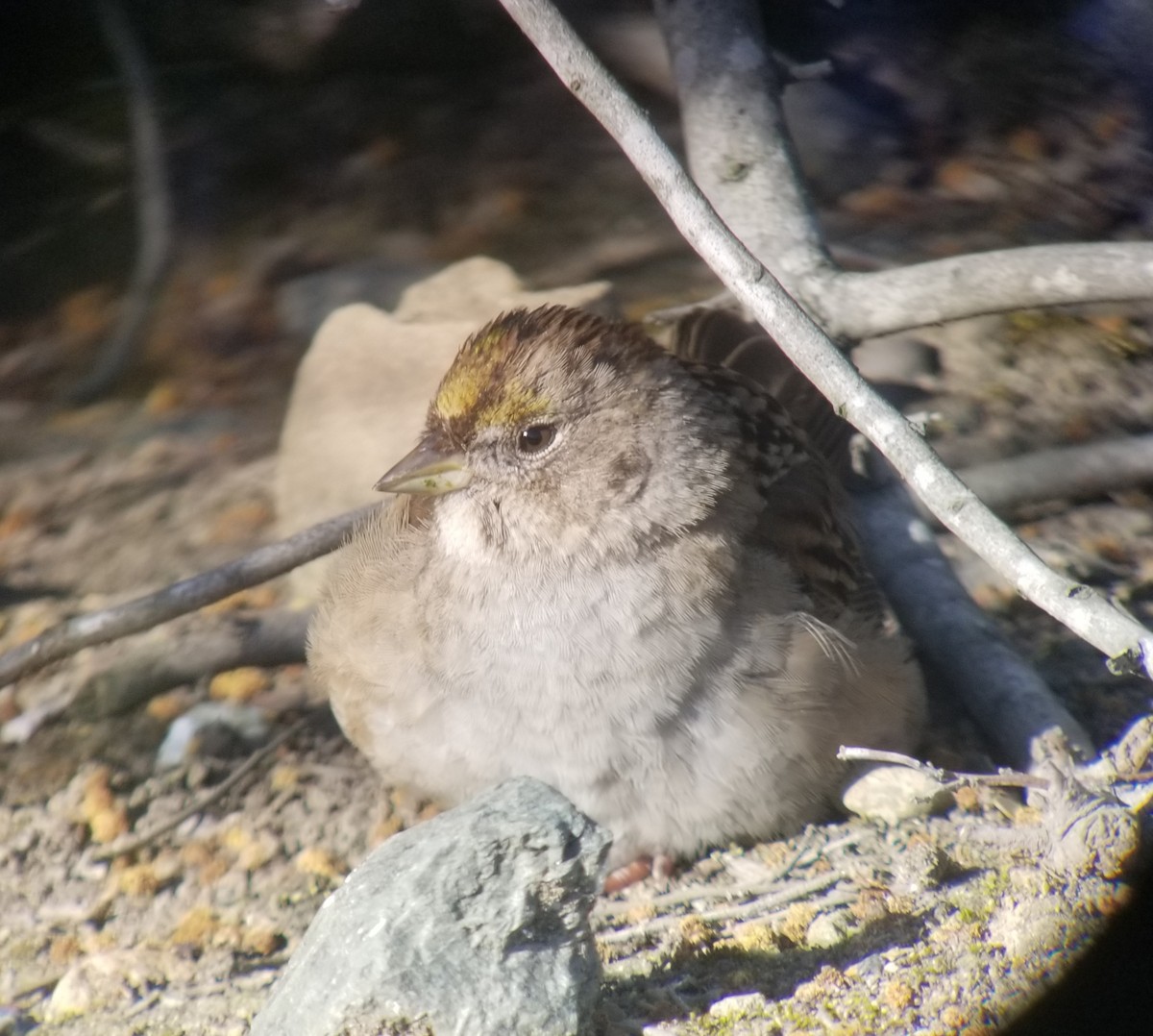 Golden-crowned Sparrow - ML219867921