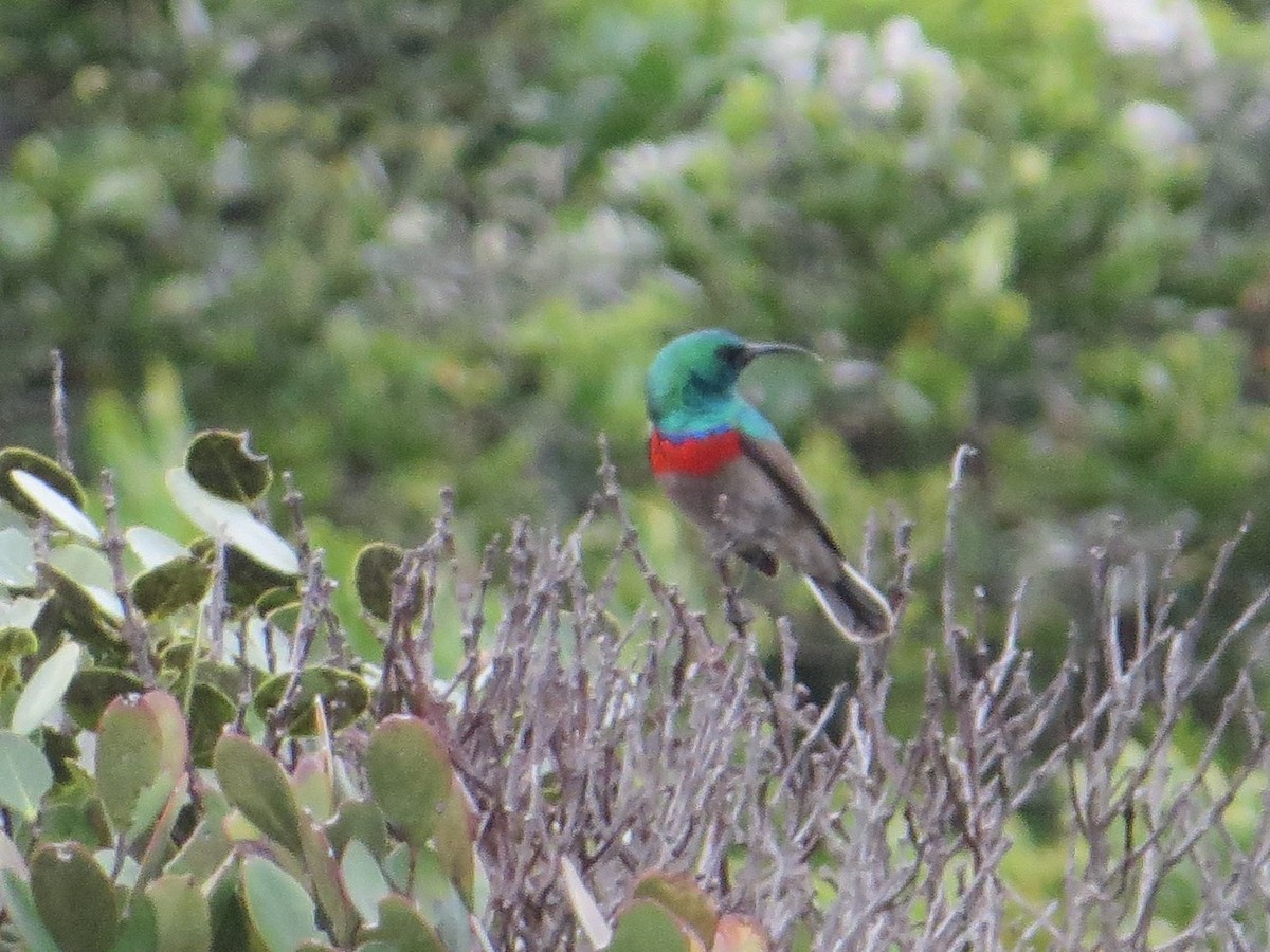 Southern Double-collared Sunbird - ML219868921