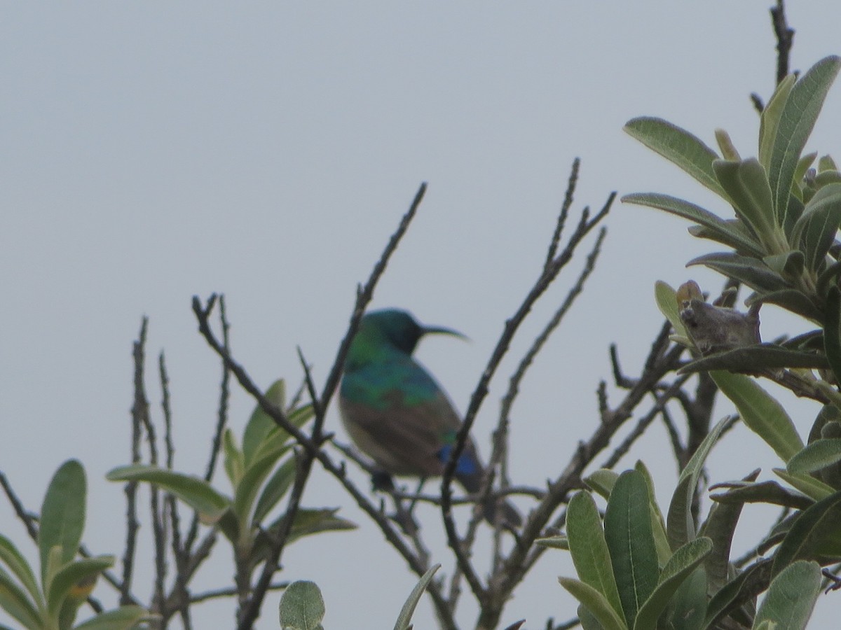 Southern Double-collared Sunbird - ML219868961
