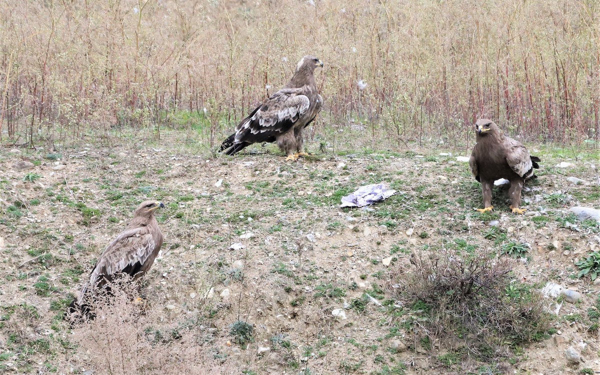Steppe Eagle - Muzaffar A Kichloo