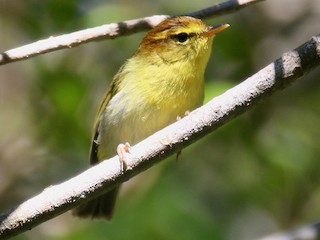  - Yellow-throated Woodland-Warbler