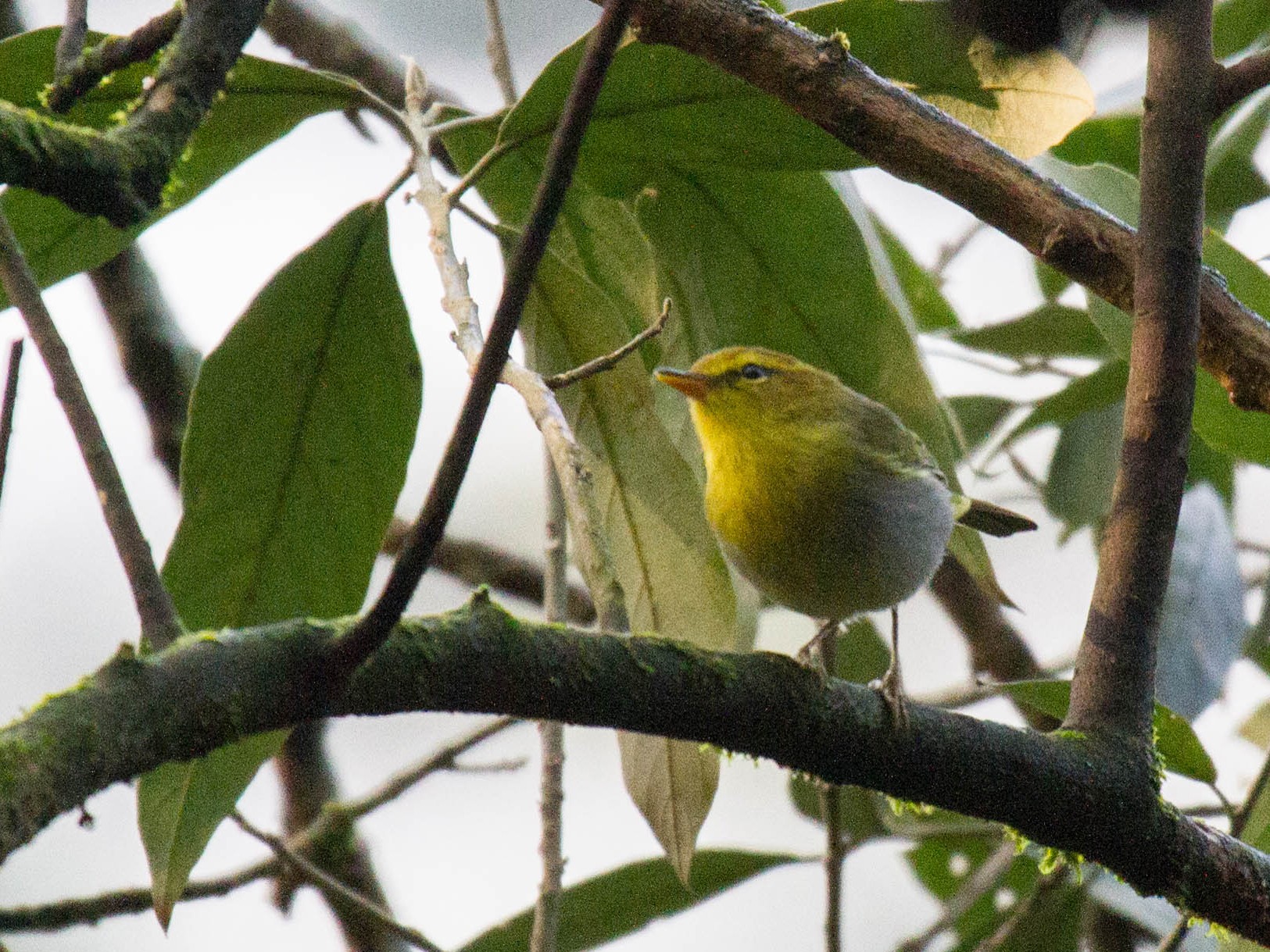 Yellow-throated Woodland-Warbler - Martha Miller