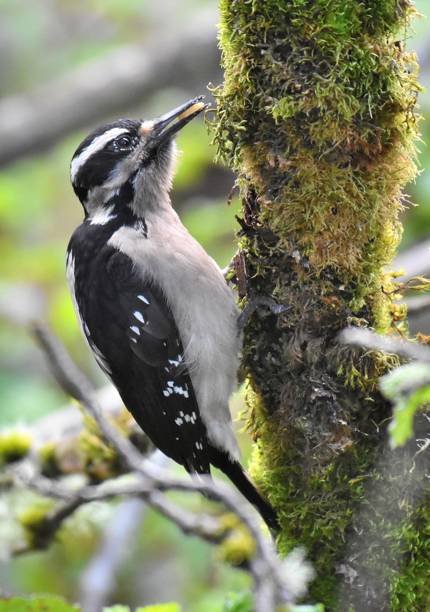 Hairy Woodpecker (Pacific) - Jason Vassallo