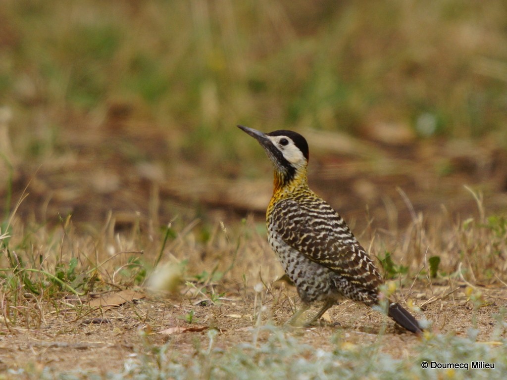 Green-barred Woodpecker - Ricardo  Doumecq Milieu