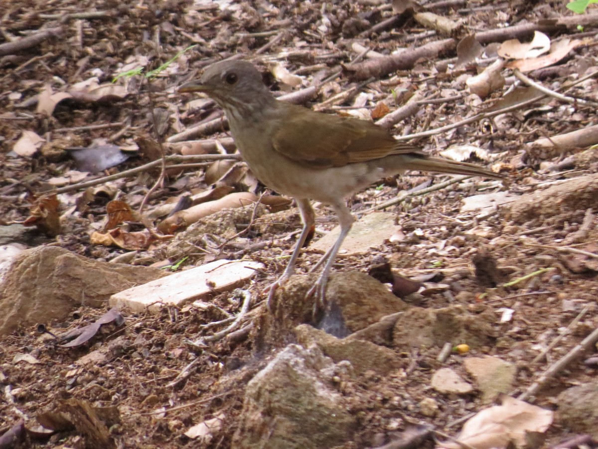 Pale-breasted Thrush - ML21987991