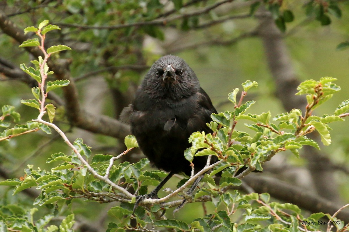 Austral Blackbird - ML219882661