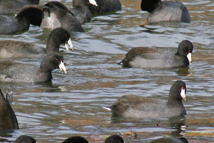 American Coot (Red-shielded) - ML21988651