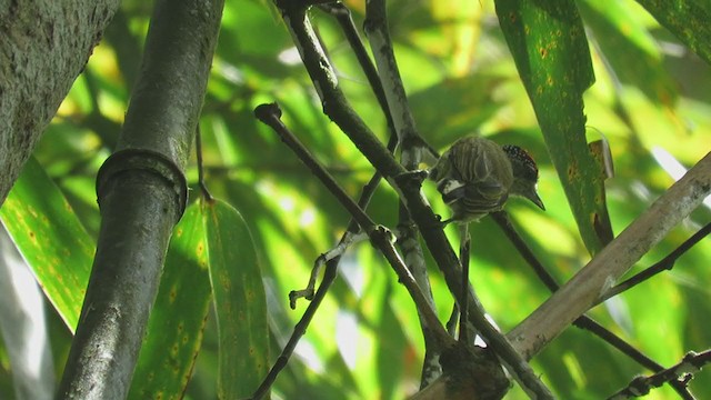 Fine-barred Piculet - ML219886631