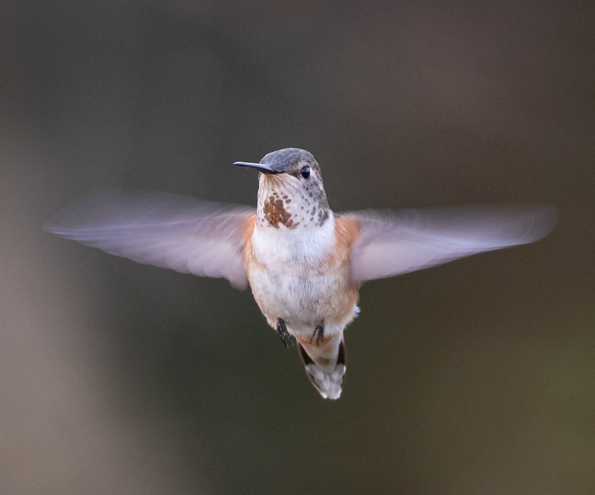 Allen's Hummingbird - Jeffrey Barnum