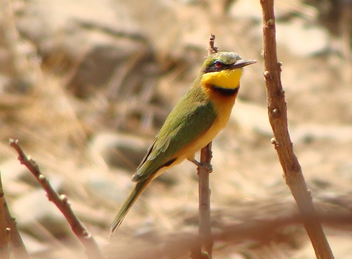 Little Bee-eater - Jason Anderson