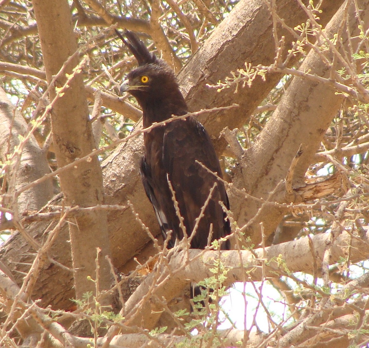 Long-crested Eagle - Jason Anderson