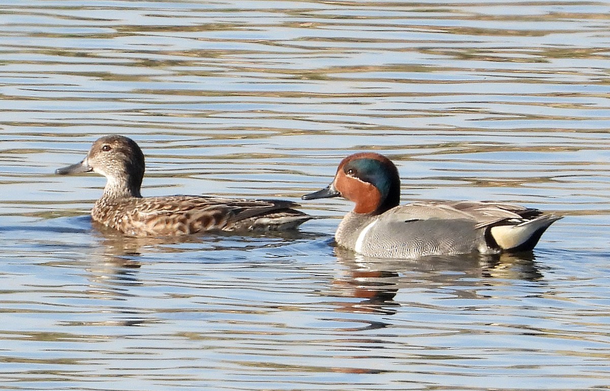 Green-winged Teal - ML219893581