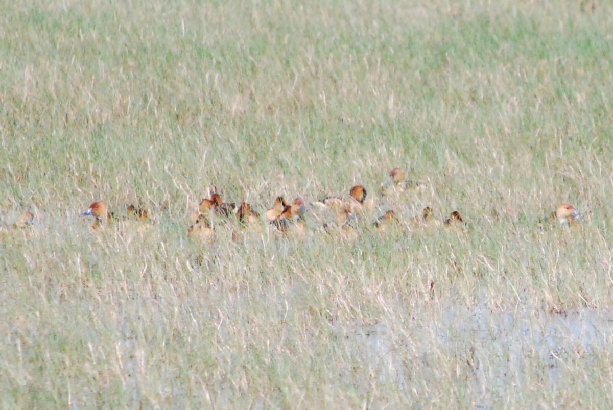 Fulvous Whistling-Duck - ML219896201