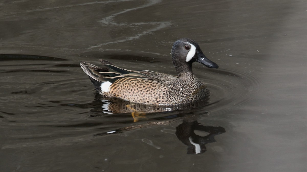 Blue-winged Teal - ML219897471