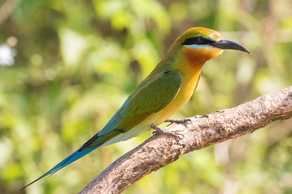 Blue-tailed Bee-eater - ML219899021