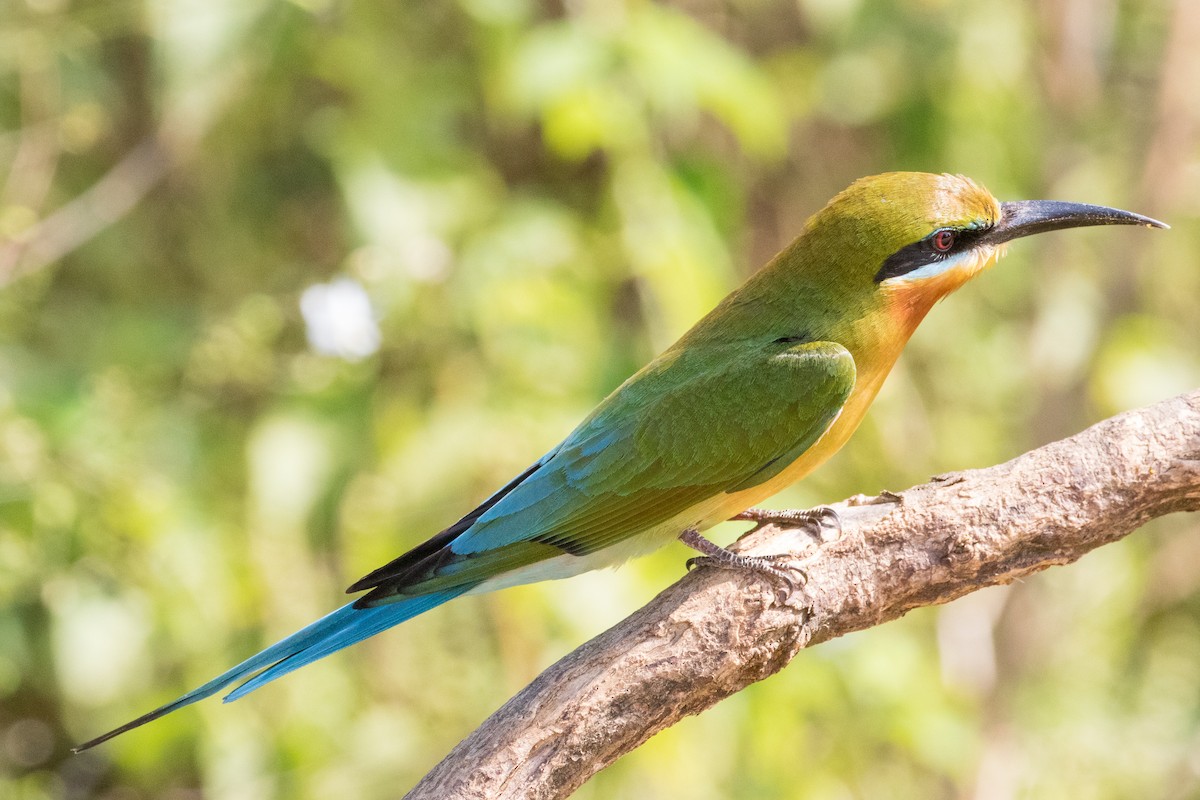 Blue-tailed Bee-eater - ML219899361