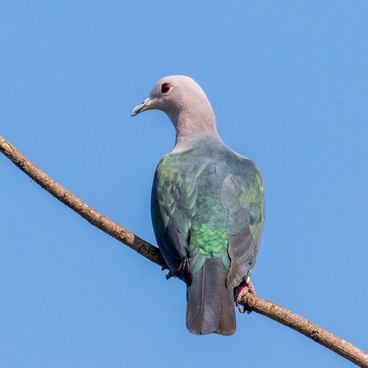 Green Imperial-Pigeon - Steve McInnis