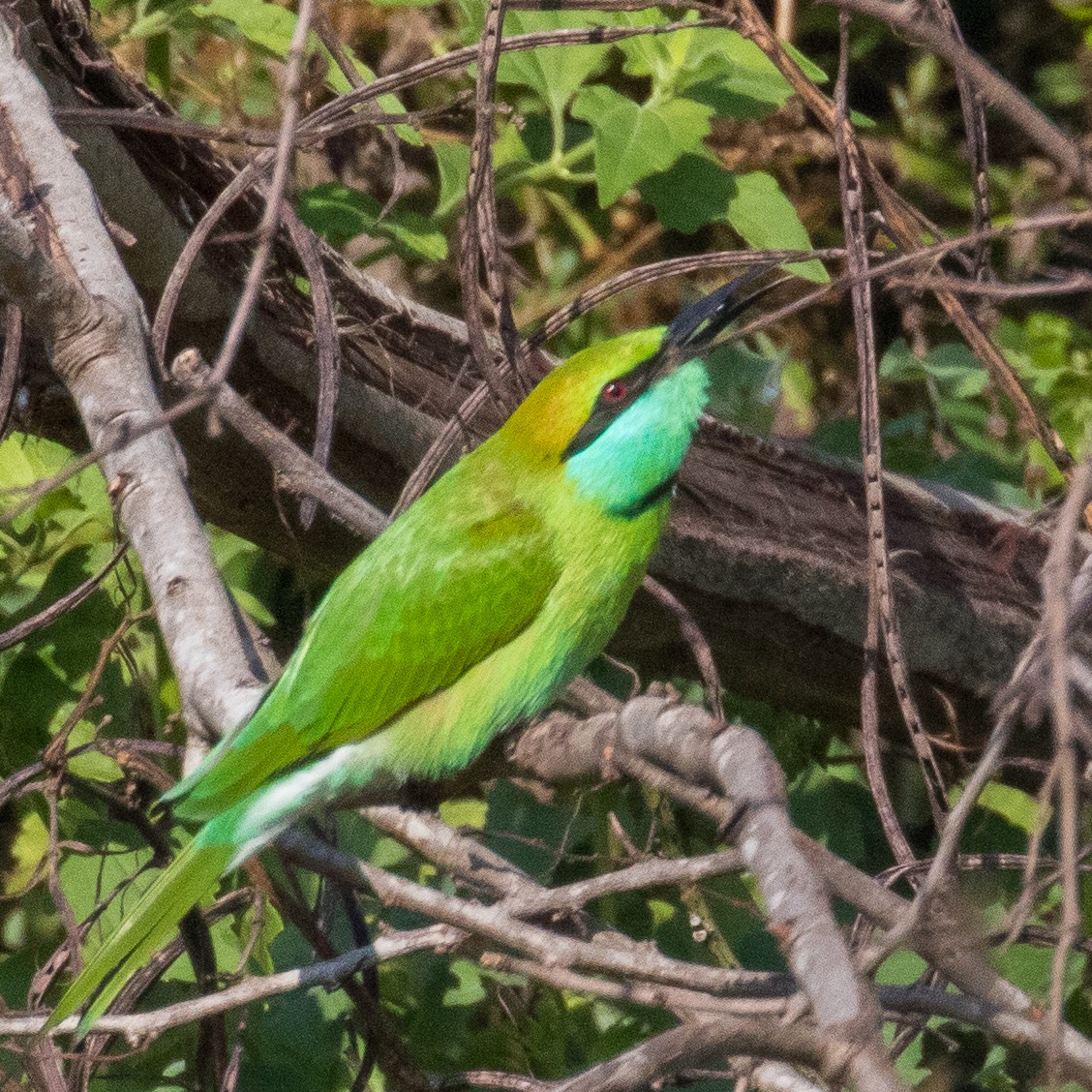 Asian Green Bee-eater - ML219900321