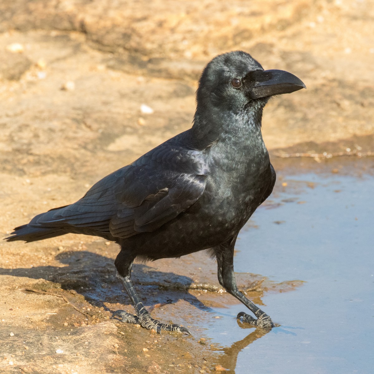 Large-billed Crow - ML219901191