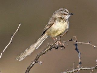  - Black-chested Prinia