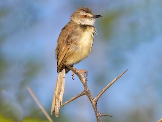  - Black-chested Prinia