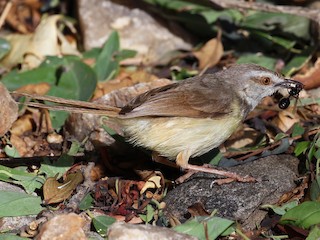  - Black-chested Prinia