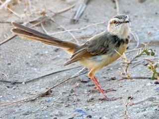  - Black-chested Prinia
