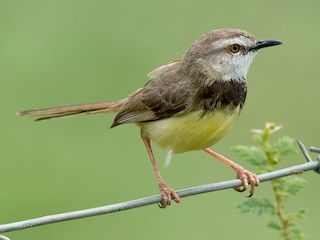  - Black-chested Prinia