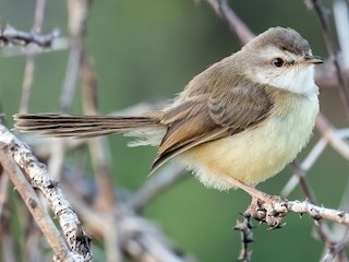  - Black-chested Prinia