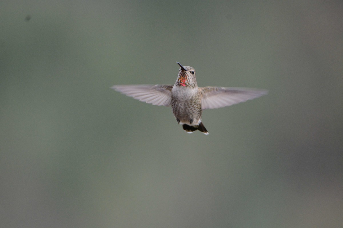 Anna's Hummingbird - ML21990711