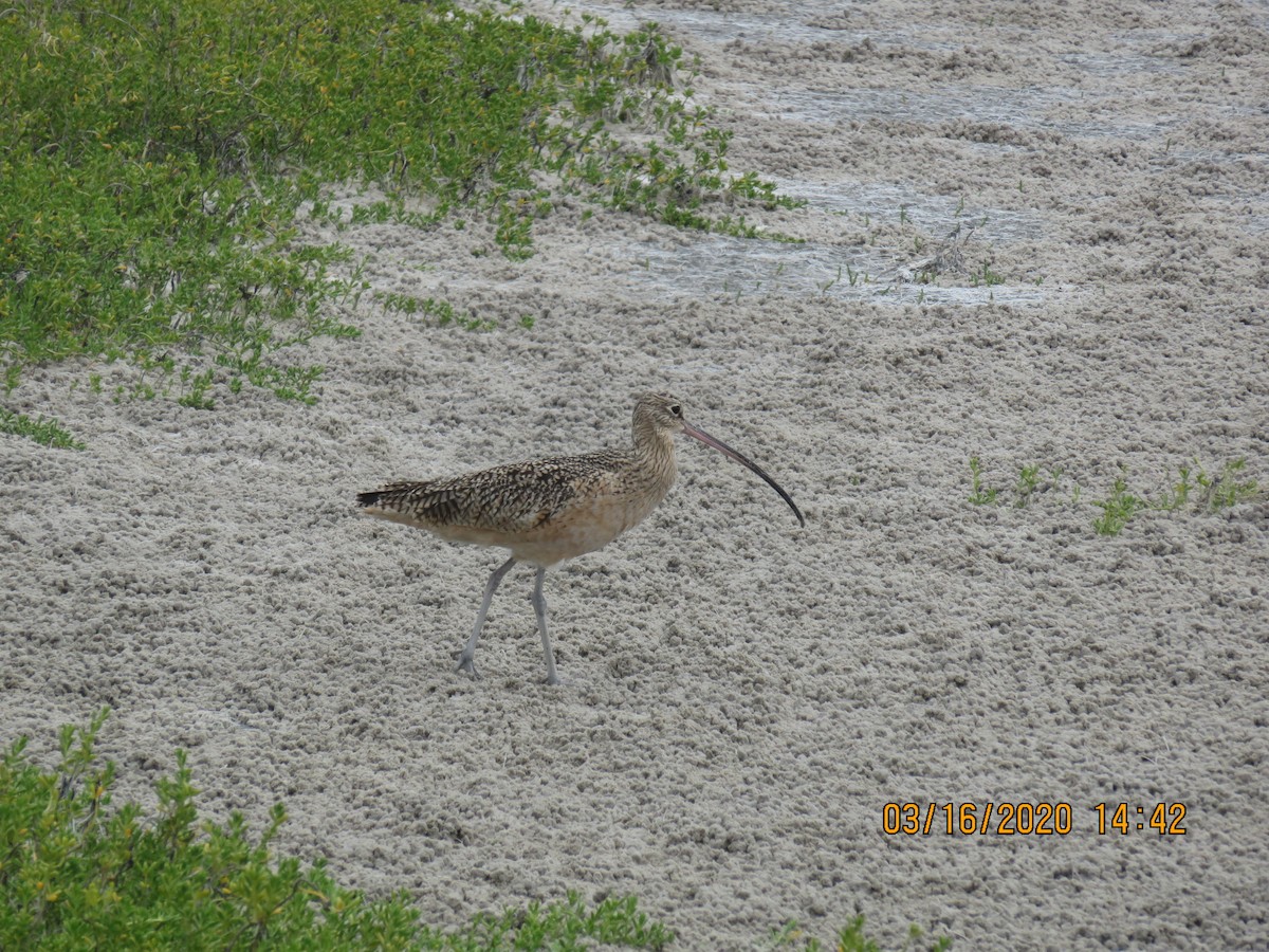 Long-billed Curlew - ML219907331