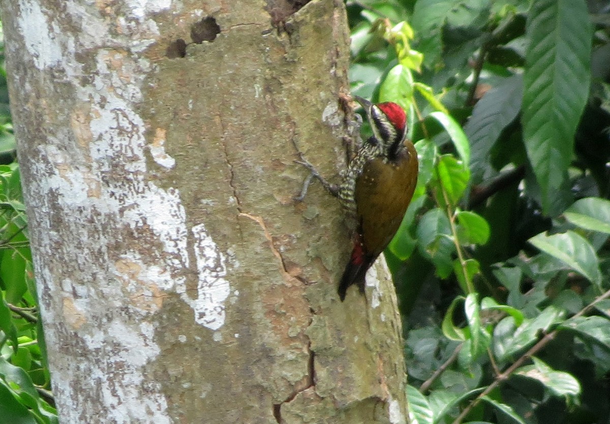 Fire-bellied Woodpecker - ML21991041