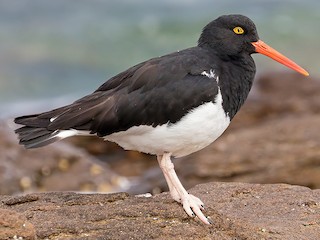  - Magellanic Oystercatcher