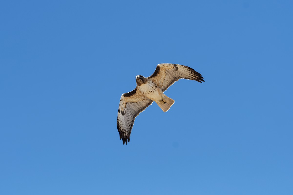 Red-tailed Hawk - Scott Page