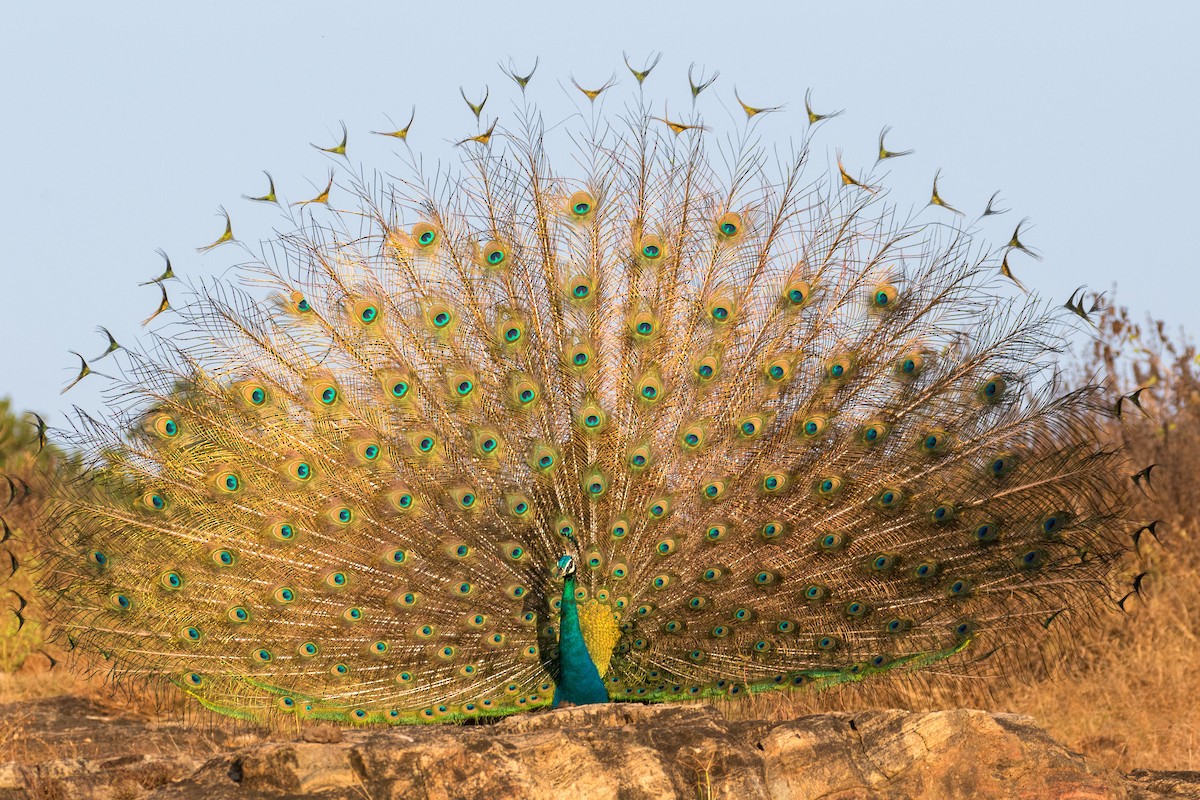 Indian Peafowl - ML219918401