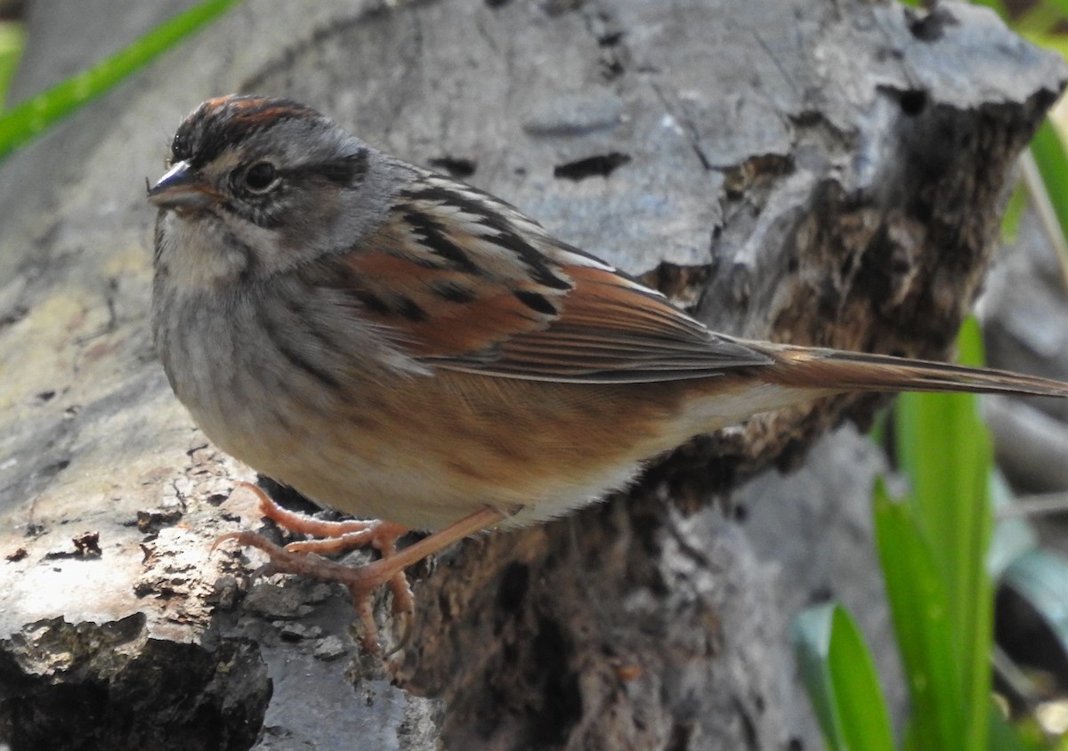 Swamp Sparrow - Paul McKenzie