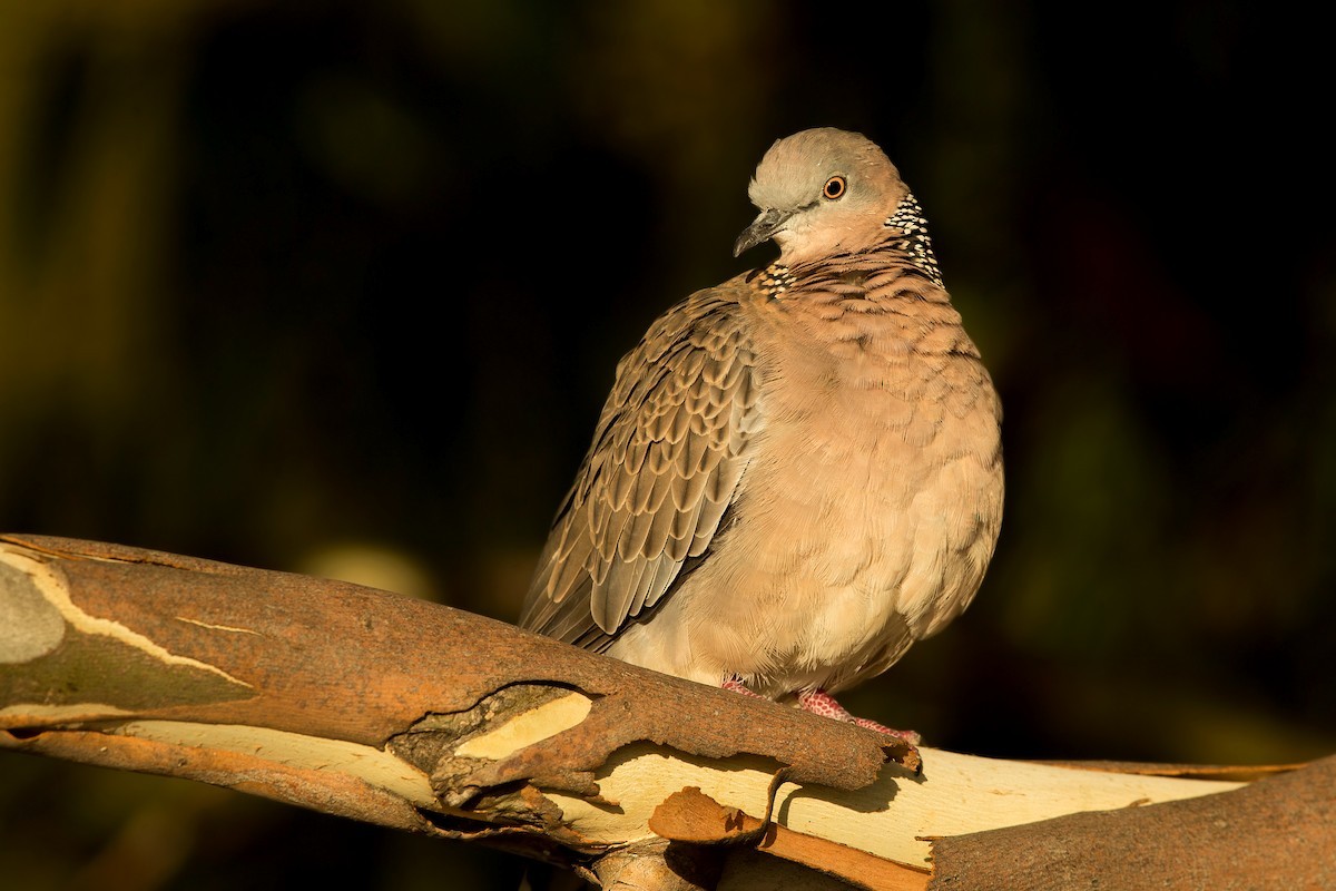 Spotted Dove - ML219924581